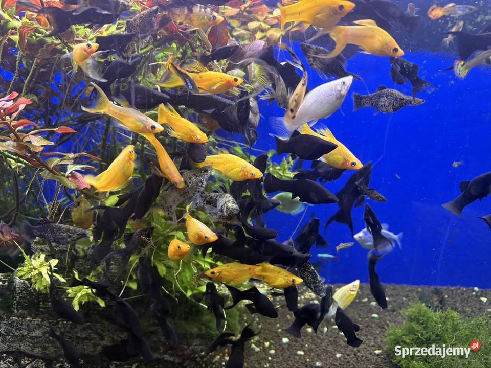 Ryby akwariowe