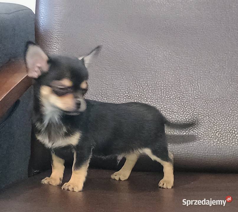 Chihuahua pieski Września