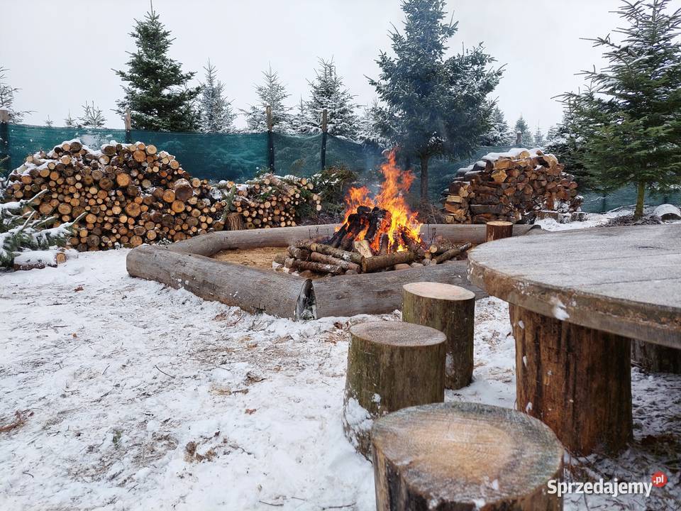 2023 DNI OTWARTE NA PLANTACJI CHOINKOWEJ Osuchów
