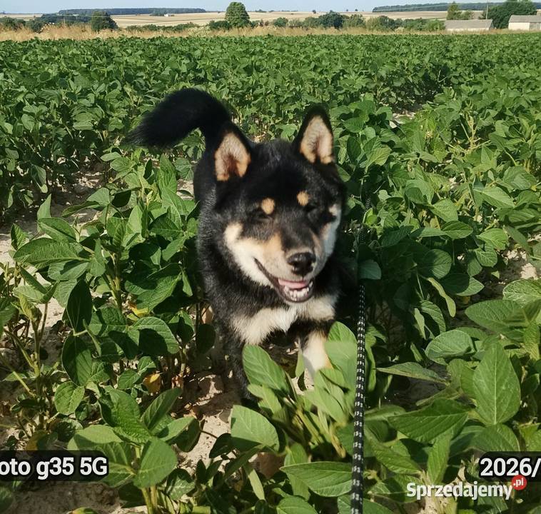 SHIBA INU Nowy miot przyjmujemy zamówienia Bychawka Trzecia