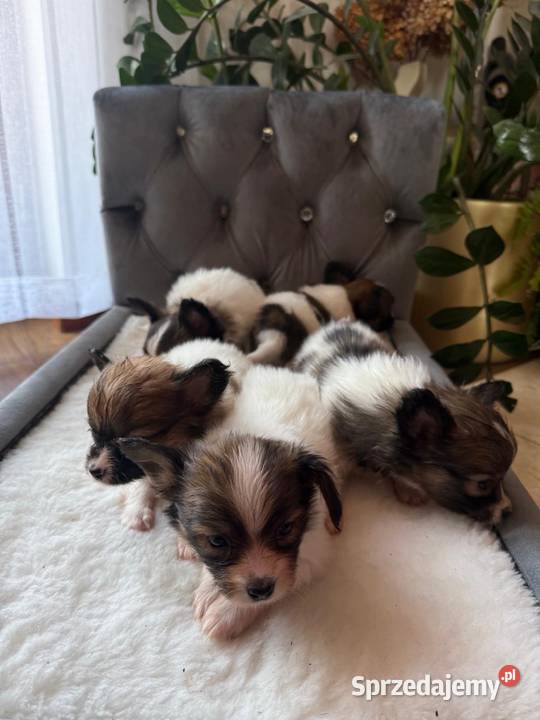 Papillon szczeniak Spaniel kontynentalny Dudki
