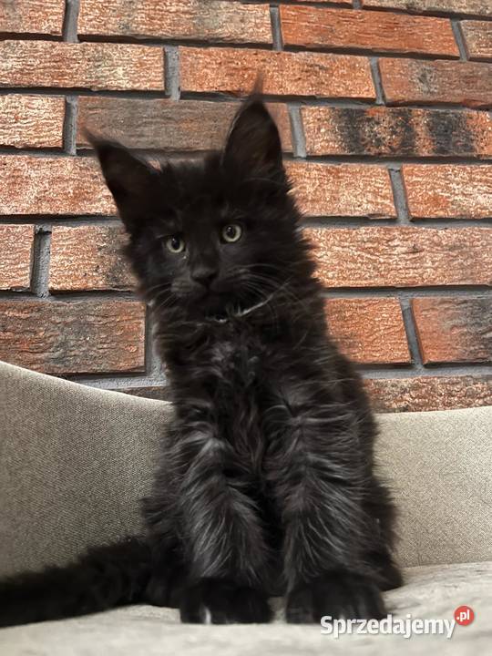 Kocur Leo Maine Coon Szembruk