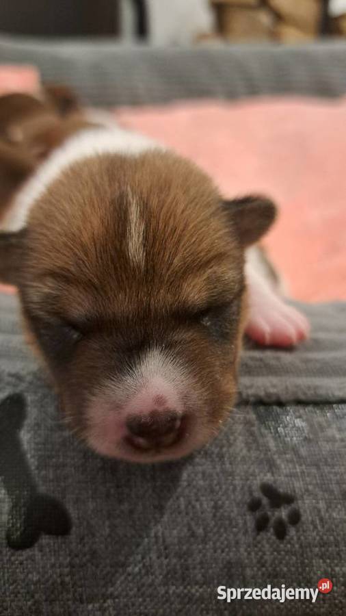 Basenji szczenię pomorskie Słupsk
