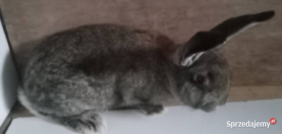 Królik młoda samica Zajączki Pierwsze