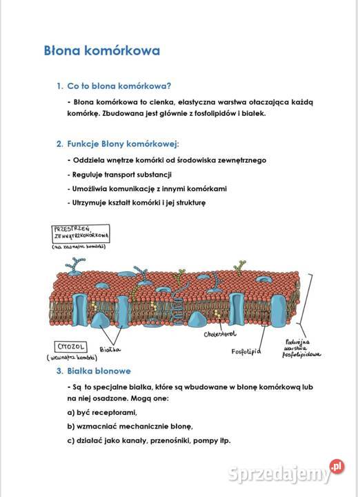 Notatki biologia rozszerzona PDF Biologia Warszawa