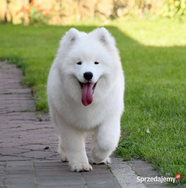 Samoyed szczeniak samiec do odbioru Sesto Senso Zduńska Wola