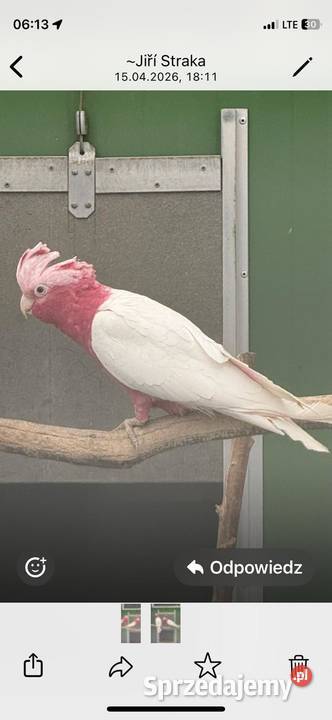 Samiczka kakadu lutino 2025!