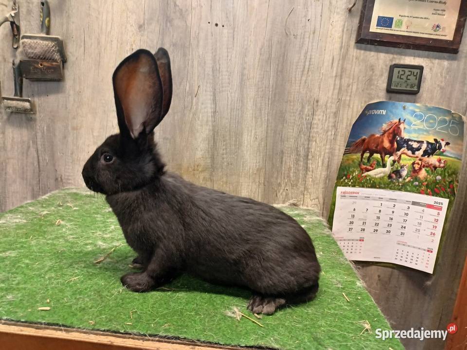 Olbrzym srokacz czarny Króliki podkarpackie Leżajsk