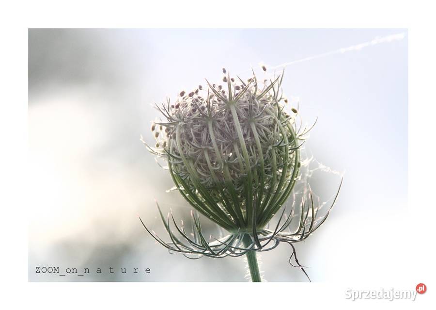 ZDJĘCIA przyrodnicze czI