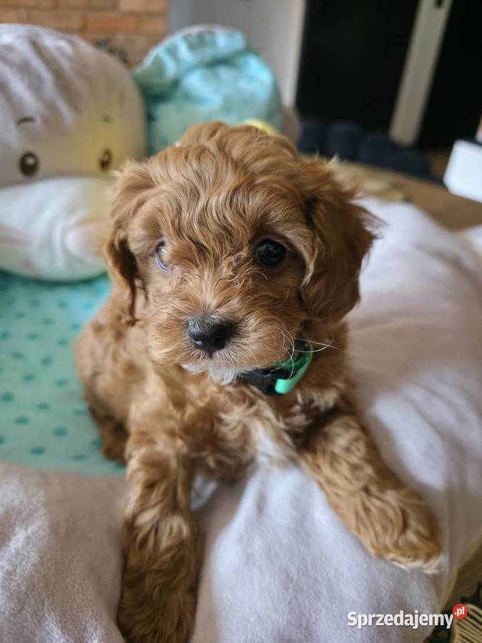 Maltipoo suczka Wyszków