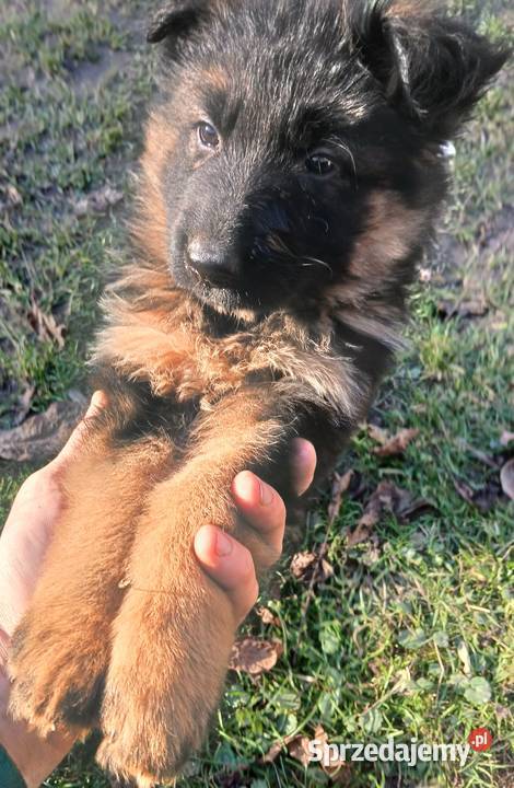 Sprzedam szczeniaki rasy owczarek niemiecki Busko-Zdrój