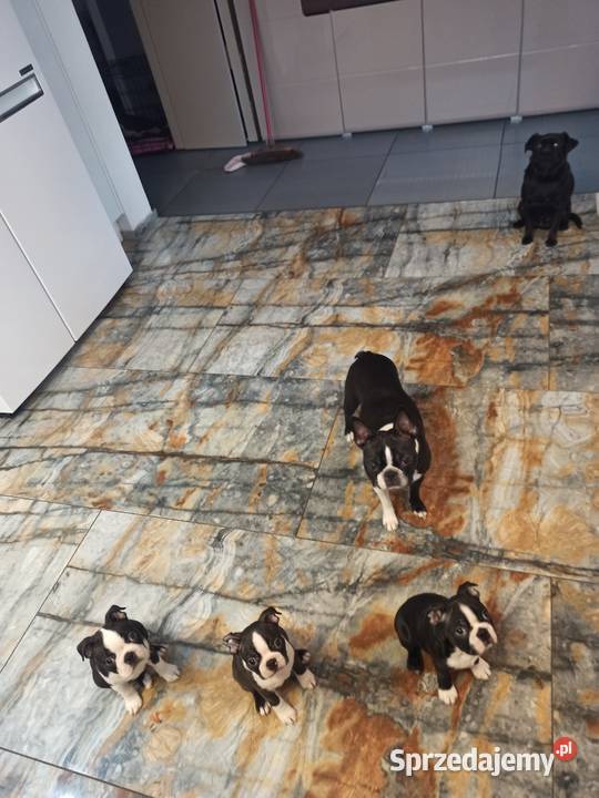 Boston terrier szczenięta Pszczyna