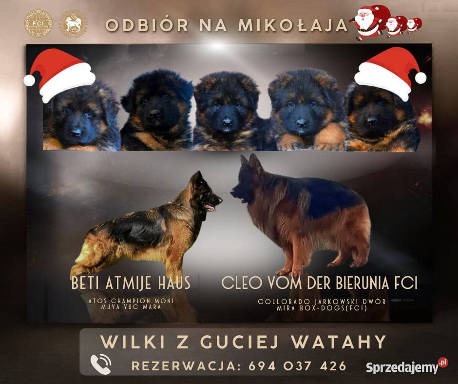 Owczarek niemiecki długowłosy Szczeniaki ZKwP