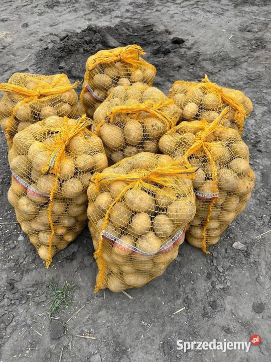 Sprzedam ziemniaki odmiana Gala Pyrzyce