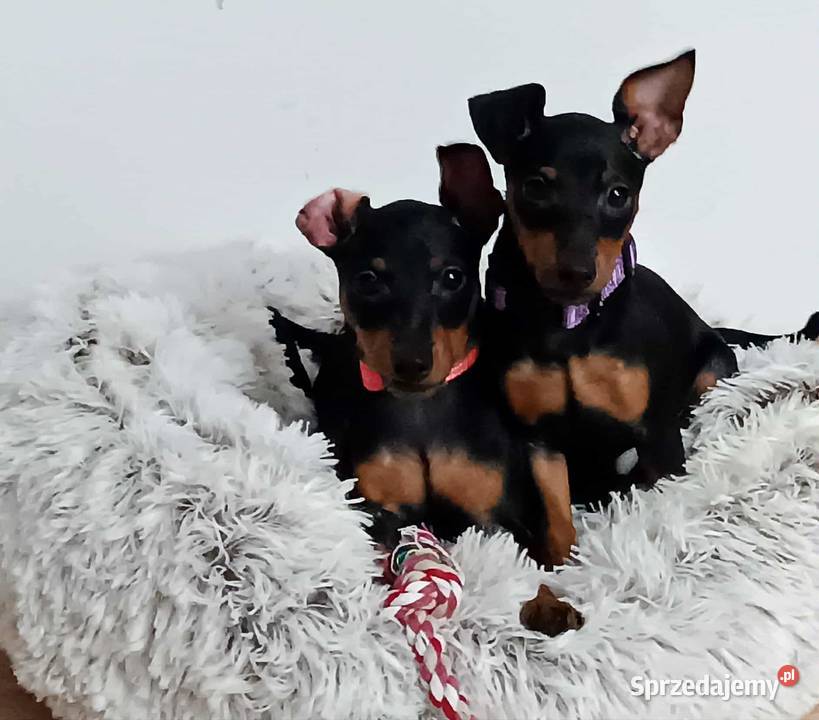 Pinczer miniaturowy ZKwP FCI wesoła przebadana lubelskie Chełm