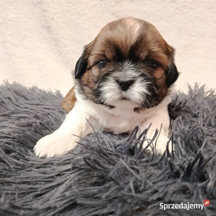 Shihtzu Zofiówka