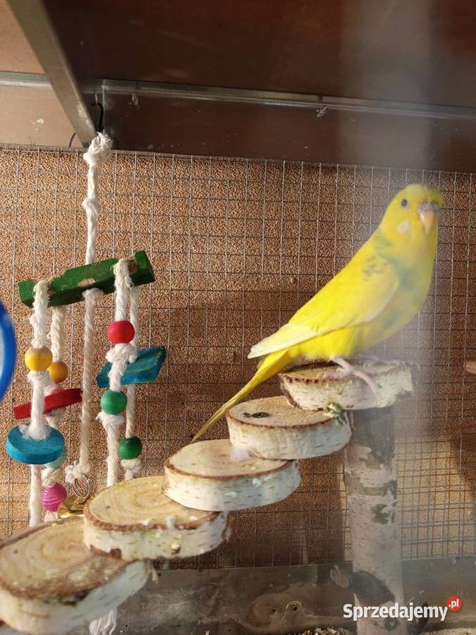 Sprzedam papugi faliste Wąsice sprzedam