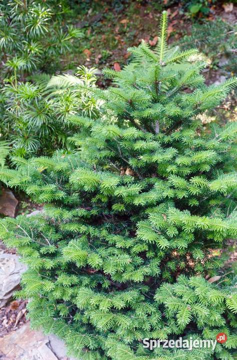 Świerk serbski Picea omorika 150200 z gruntu