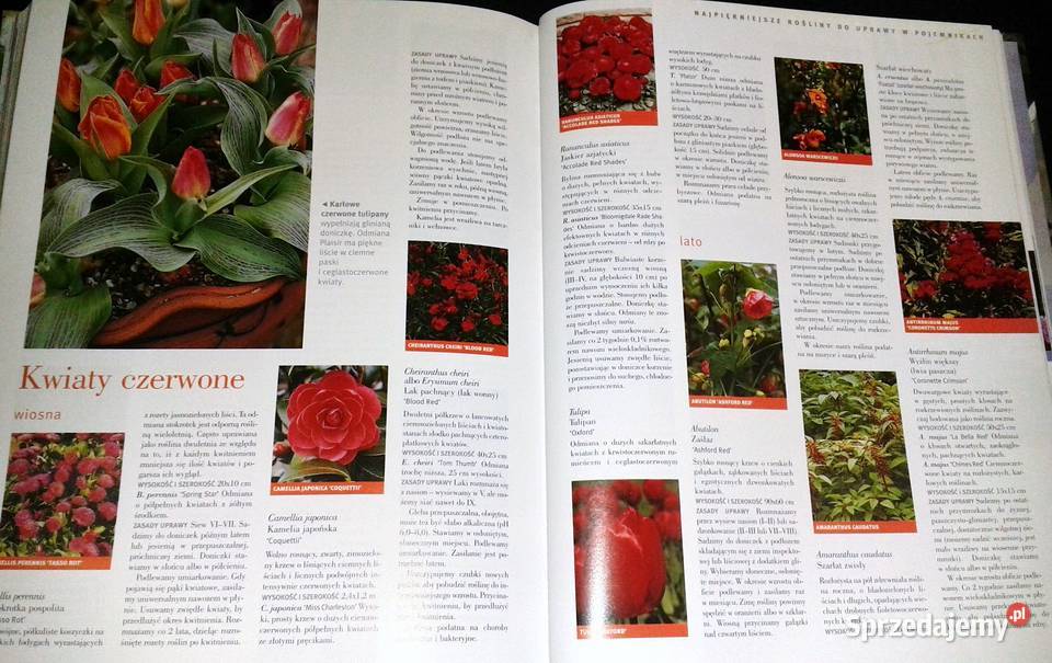 Ogród w doniczkach Readers Digest Chełm