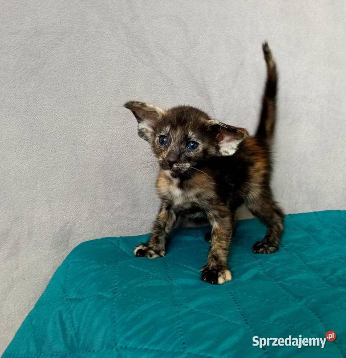 Kocięta orientalne rodowód FPL Bydgoszcz