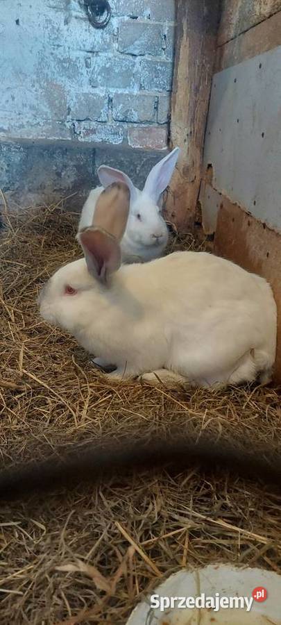 Króliki hodowlane Dąbrowa Górnicza
