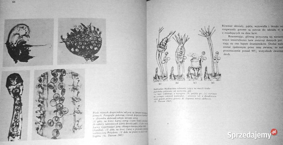 Życie w morzu Gunnar Thorson Chełm