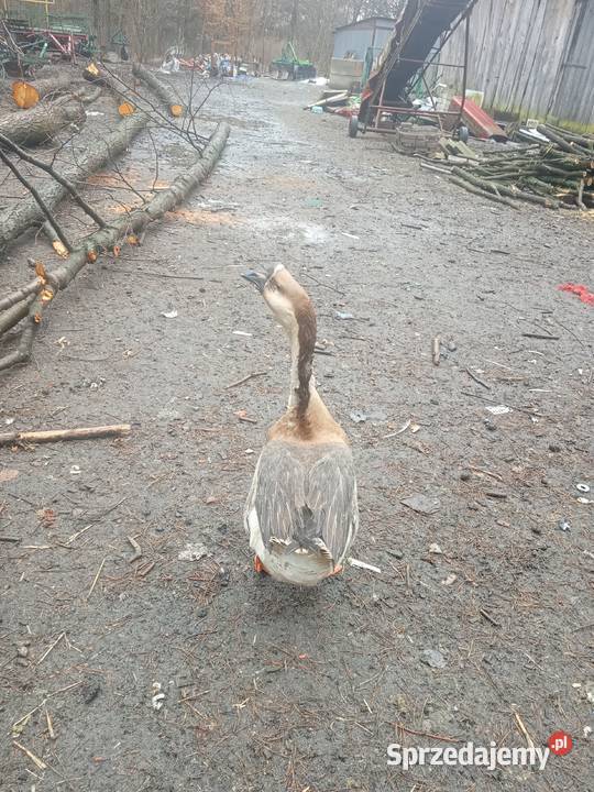 Sprzedam gonsiora mazowieckie Radom sprzedam