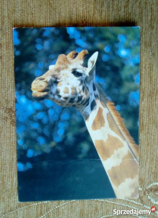 ŻYRAFA WIELKOPOLSKI PARK ZOOLOGICZNY FOT Piszczac