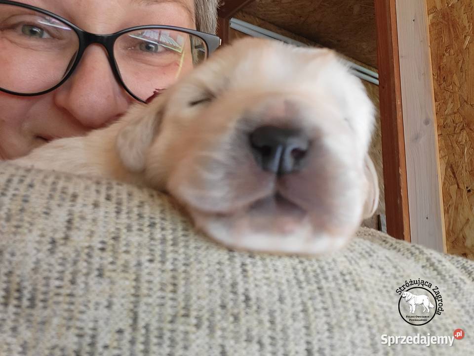 Owczarek Podhalański Pyzokluski
