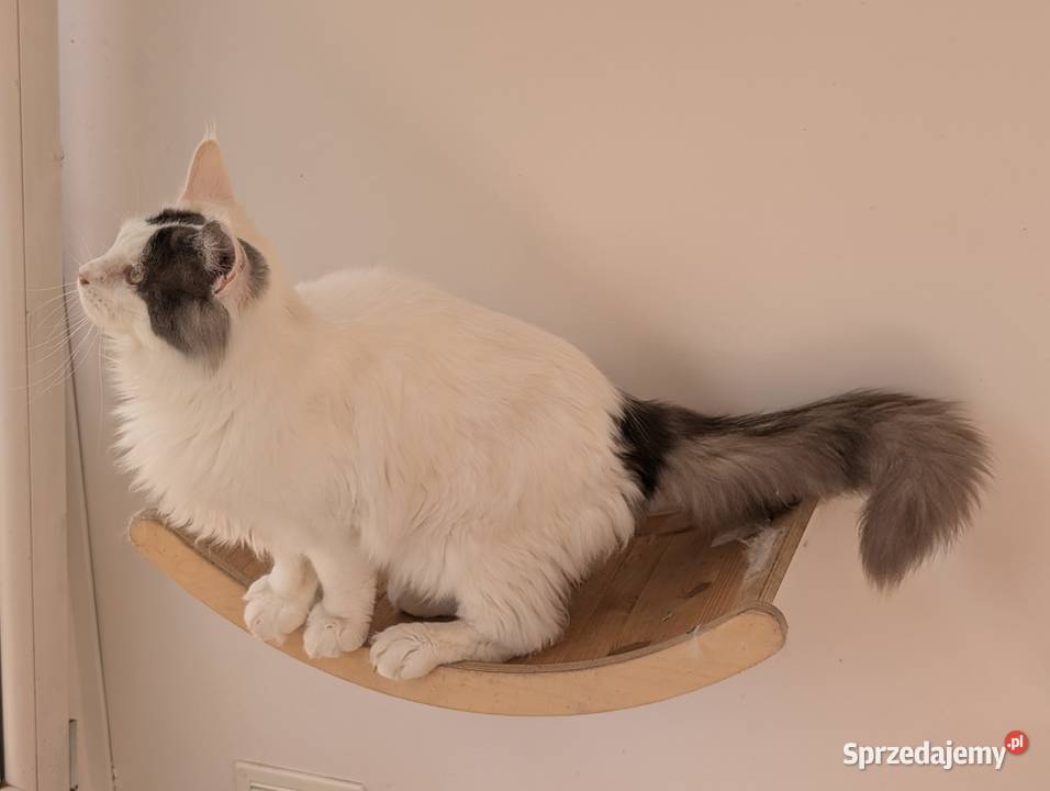 Diablo kocurek niebiesko czarny Maine Coon Pszczyna