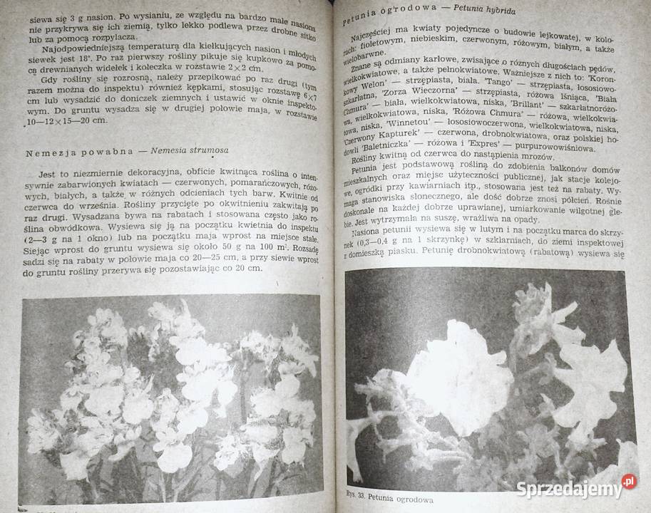 Kwiaciarstwo ZSO A Bartosiewicz H Chmiel miękka