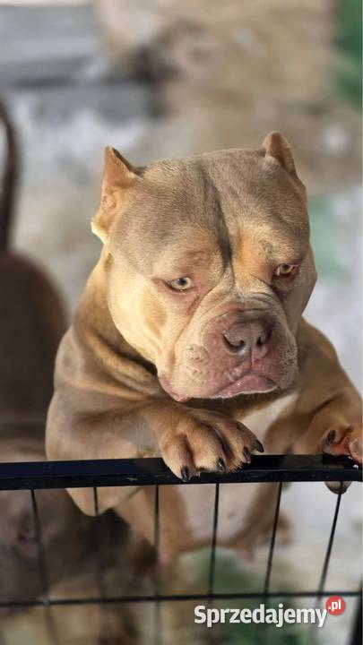 Szczeniaki American Bully Pocket małopolskie Zakopane