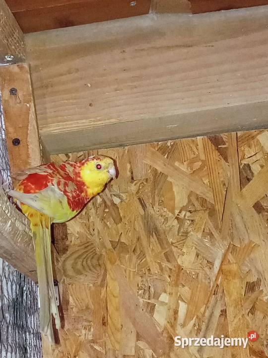 Samiec świergotki seledynowej 2025r Sędziszów Małopolski