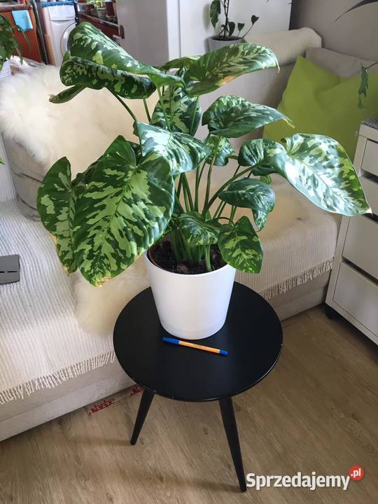 Homalomena camuflage Duża