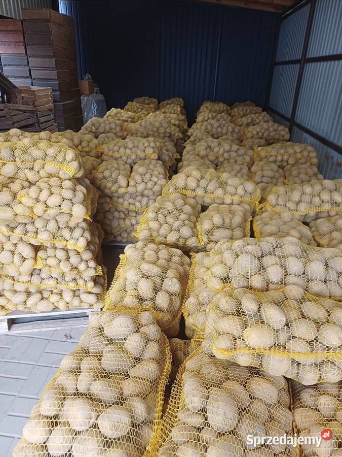 Ziemniak jadalny Jabłonna Pierwsza sprzedam