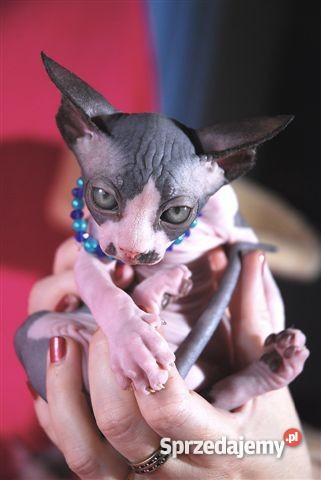 Sfinks SPH Sphynx Cattery DeTrojanS Warszawa Warszawa