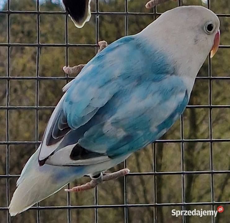 Nierozłączka Fischer młode łatwo się oswajają i Poznań