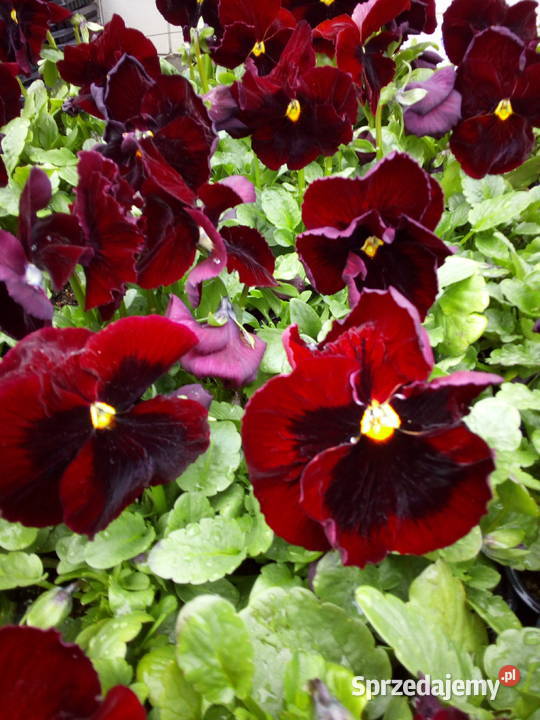 Bratki Hurt Białystok Podlasie Ogród podlaskie