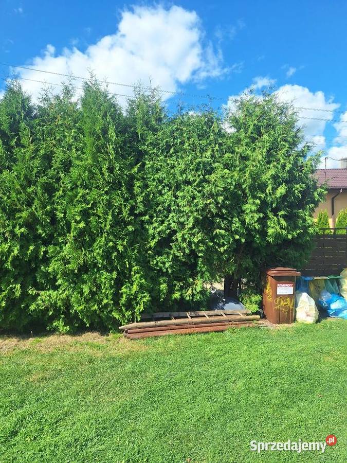 Oddam tuje 15 Mikołów