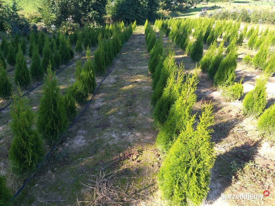 Tuja Thuja Smaragd Szmaragd Śniadka Druga