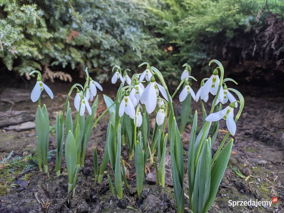Przebiśnieg Elwesa cebulki cebule Lublin