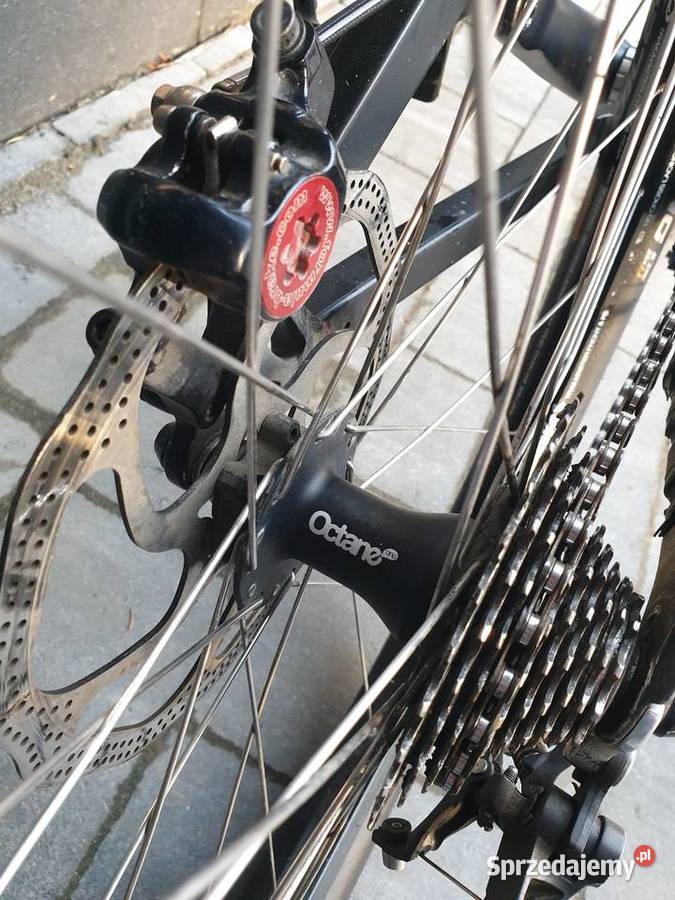 Dartmoor hornet Skawina