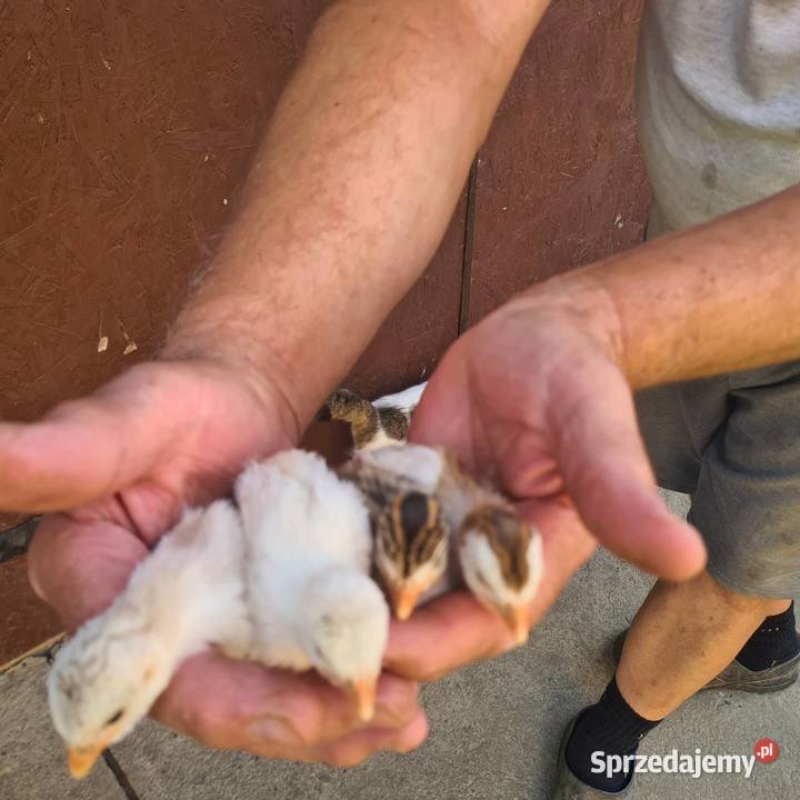 Perliczki z żółtą nóżką jajka lęgowe Drób i ptactwo Skołyszyn