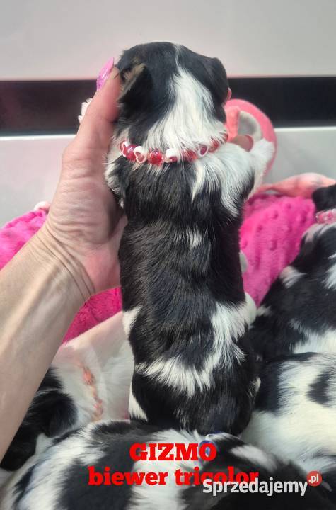 Piesek yorkshire terrier biewer tricolor Łódź