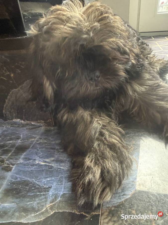 Pięciopokoleniowe Shih Tzu