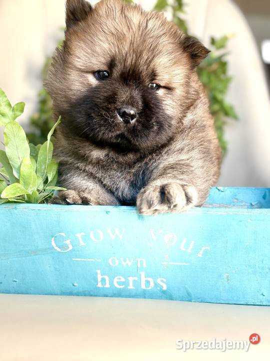 Chow chow FCI zkwp Gubin sprzedam