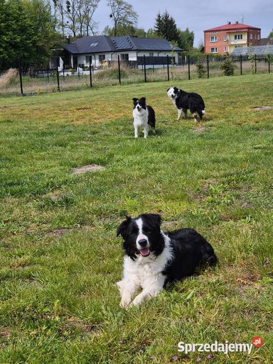 5 letni samiec border collie wykastrowany