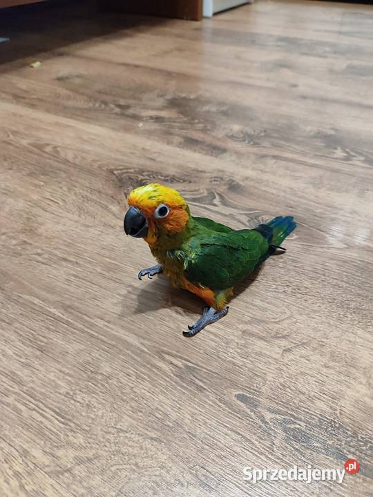 Papugi ręcznie karmione