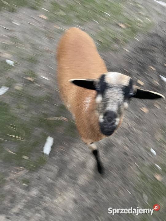 Owieczka kameruńska Dobra Nadzieja