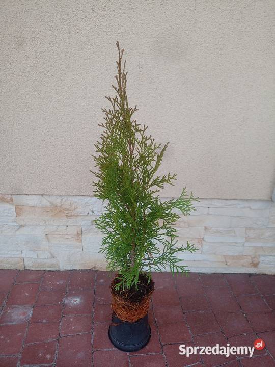 tuja tuje szmaragd sprzedam